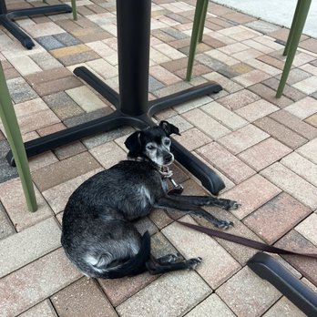 REN's Bistro - Pet friendly! - Juice Bars & Smoothies Near Me - Fort Myers, Florida REN's Bistro - Pet friendly! - Juice Bars & Smoothies Near Me - Fort Myers, Florida