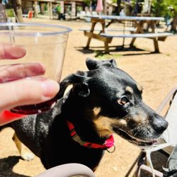 Doghouse Drinkery Dog Park - Let's do this, says all three of us!
