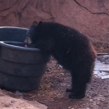 Bearizona - Baby! - Zoos Near Me - Williams, Arizona Bearizona - Baby! - Zoos Near Me - Williams, Arizona