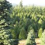 Photo of Allen's Tree Farm