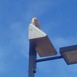 Hawk resting on lamp post! Hawk resting on lamp post!