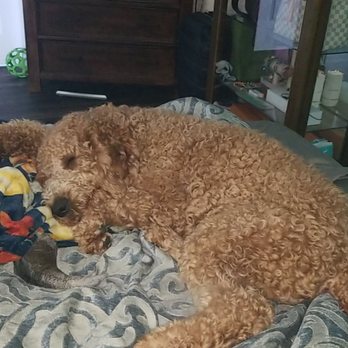 Laundromutt - These are before and after photos of our Goldendoodle - Pet Groomers Near Me - Ocean Springs, Mississippi