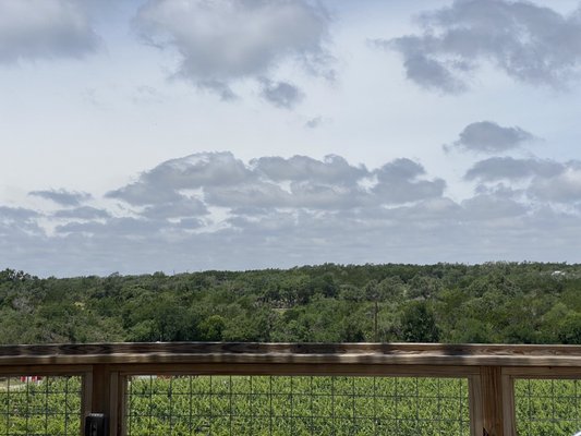 Limestone Terrace Vineyard by null