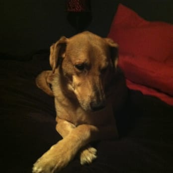 Auntie Allison's Bed n' Bark - Gorgeous and dreamy, I just am. - Pet Sitting Near Me - Encinitas, California Auntie Allison's Bed n' Bark - Gorgeous and dreamy, I just am. - Pet Sitting Near Me - Encinitas, California