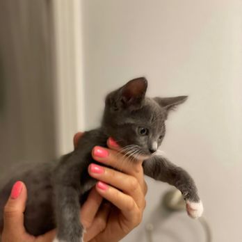 NT Nail Spa - Valentino modeling for my beautifully done nails!!! - Nail Salons Near Me - Modesto, California NT Nail Spa - Valentino modeling for my beautifully done nails!!! - Nail Salons Near Me - Modesto, California