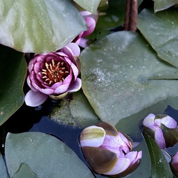 Mossen Cinto Verdaguer - Community Gardens Near Me - Barcelona, B