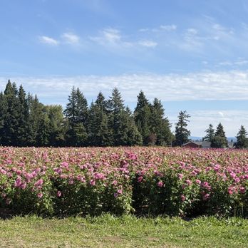 Swan Island Dahlias - Nurseries & Gardening Near Me - Canby, Oregon Swan Island Dahlias - Nurseries & Gardening Near Me - Canby, Oregon
