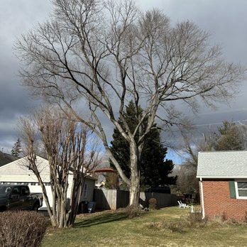 Gordon W Frazier Tree Service - Tree Services Near Me - Fairfax, Virginia Gordon W Frazier Tree Service - Tree Services Near Me - Fairfax, Virginia