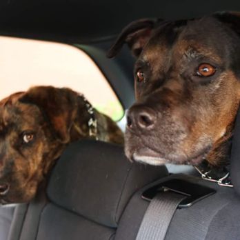K9s Only - Pet Sitting Near Me - Los Angeles, California K9s Only - Pet Sitting Near Me - Los Angeles, California