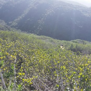 Aliso Summit Trail - Green after recent rains - Hiking Near Me - Laguna Niguel, California