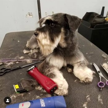 Dog House Studio City - Pet Groomers Near Me - Toluca Lake, California