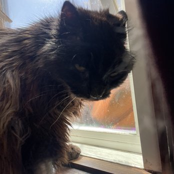 ACCESS Pasadena - The grumpy old man a month later - Emergency Pet Hospital Near Me - Pasadena, California