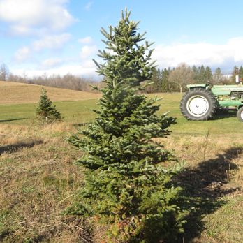 Majestic Tree Farm - Trees over the years - Nurseries & Gardening Near Me - Selkirk, New York