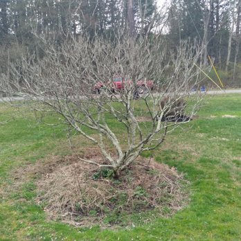RudeCat's Landscaping - Customer wanted it gone... - Lawn Services Near Me - Tower City, Pennsylvania RudeCat's Landscaping - Customer wanted it gone... - Lawn Services Near Me - Tower City, Pennsylvania