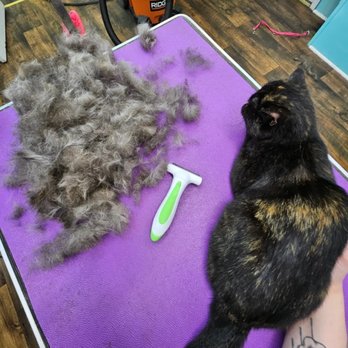 Happypupsrus - Pet Groomers Near Me - Lakehurst, New Jersey Happypupsrus - Pet Groomers Near Me - Lakehurst, New Jersey