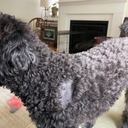 The Dog Barn - Dog bite