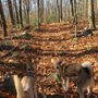 Photo of Plaistow Town Forrest