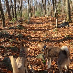 Plaistow Town Forrest - Dog friendly! Lots of leaves too