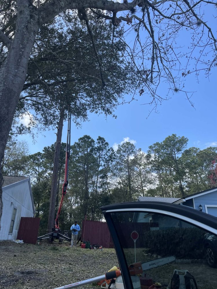 Blue Ox Expert Tree Service - tree service in Jacksonville, FL