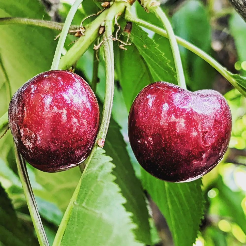 Seko Ranch Cherries - Perfection!! - Fruits & Veggies Near Me - Brentwood, California