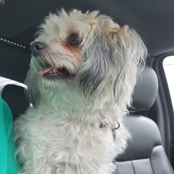 The Dog Wash - Pet Groomers Near Me - Marlborough, Massachusetts