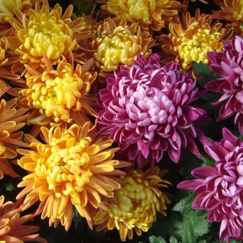 Allan Gardens - Parks Near Me - Toronto, Ontario Allan Gardens - Parks Near Me - Toronto, Ontario
