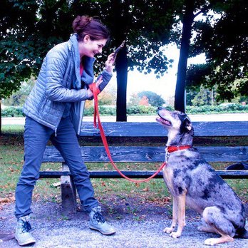 Koppel’s K9s - Pet Training Near Me Koppel’s K9s - Pet Training Near Me