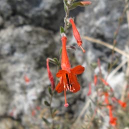 Beautiful wild flowers Beautiful wild flowers