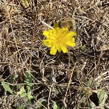 Hogan Butte Nature Park - Still some flowers left up here - Hiking Near Me - Gresham, Oregon