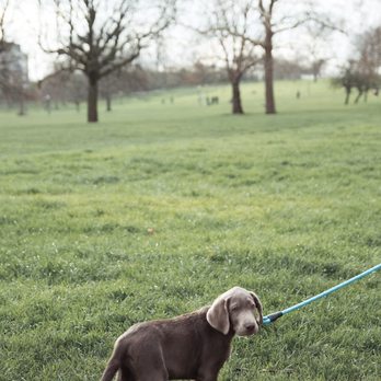 Simply Tailz Pet Sitting Services - Pet Transportation Near Me Simply Tailz Pet Sitting Services - Pet Transportation Near Me
