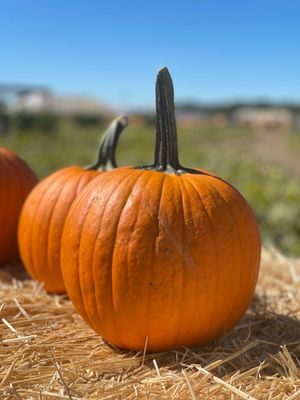 Cool Patch Pumpkins by null