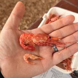 Black Rock Seafood - Shrimp