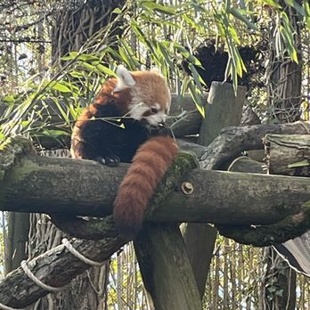Zoo Knoxville - Zoos Near Me - Knoxville, Tennessee Zoo Knoxville - Zoos Near Me - Knoxville, Tennessee