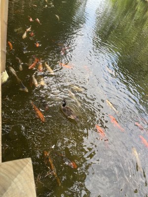 Stanley Park by null