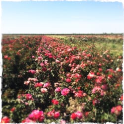 Wasco Community Rose Garden - Roses and lots of 'em. The smell is amazing.