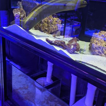 Lax Aquarium - Great store with plenty to look at . - Pet Stores Near Me - Los Angeles, California Lax Aquarium - Great store with plenty to look at . - Pet Stores Near Me - Los Angeles, California