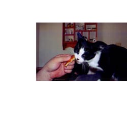 Higgins and Friends Pet Sitting