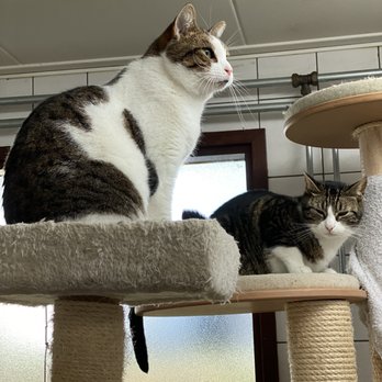 De Poezenboot - Animal Shelters Near Me - Amsterdam, New Hampshire