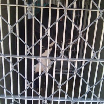 Pflugerville Animal Shelter - Animal Shelters Near Me - Pflugerville, Texas Pflugerville Animal Shelter - Animal Shelters Near Me - Pflugerville, Texas