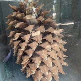 Heaviest pine cone