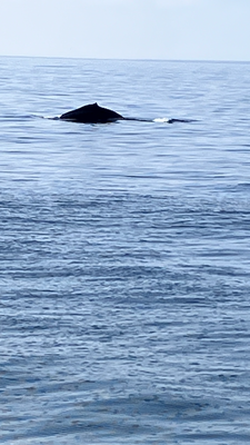 7 Seas Whale Watch by null