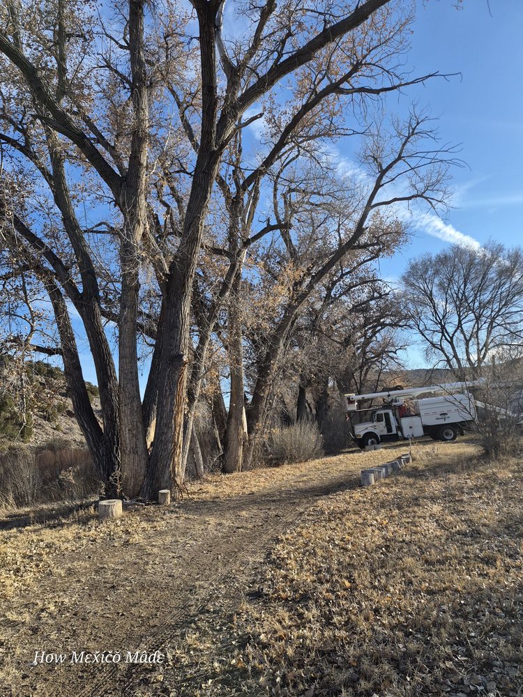 Advanced Tree & Firewood Services - veterans service organization in Velarde, NM