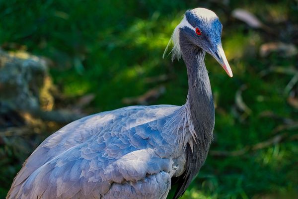 Safari West by null