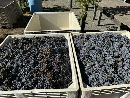 Charter Oak Winery by null