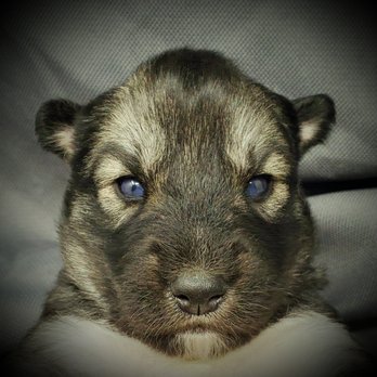 Skyler's Siberians - Pet Breeders Near Me Skyler's Siberians - Pet Breeders Near Me