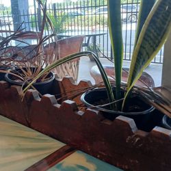 Ranchero - Dead plants in all windows