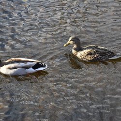 Union Pond