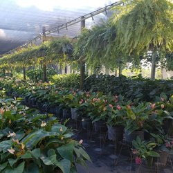 Santa Barbara Nursery