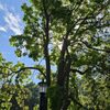 Irving Park gift card