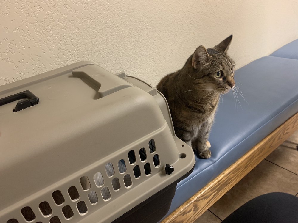 ALTA VISTA VETERINARY HOSPITAL 83 Photos & 362 Reviews Phoenix